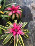 Assortment Regular Neoregelia 